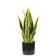 Pianta Sansevieria 12 foglie altezza 45 cm - Stark s.r.l.