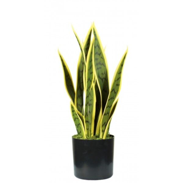 Pianta Sansevieria 12 foglie altezza 45 cm - Stark s.r.l.