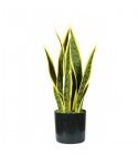 Pianta Sansevieria 12 foglie altezza 45 cm