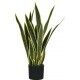 Pianta Sansevieria 21 foglie altezza 75 cm