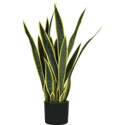 Pianta Sansevieria 21 foglie altezza 75 cm - Stark s.r.l.