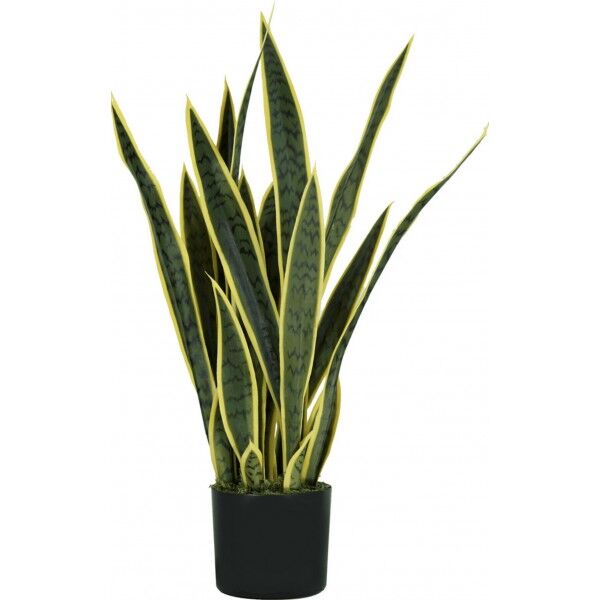 Pianta Sansevieria 21 foglie altezza 75 cm
