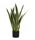 Pianta Sansevieria 21 foglie altezza 75 cm