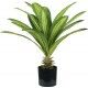 Pianta Dracaena 19 foglie altezza 60 cm