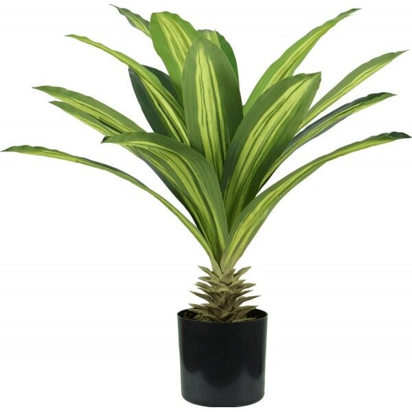 Pianta Dracaena 19 foglie altezza 60 cm