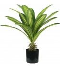Pianta Dracaena 19 foglie altezza 60 cm