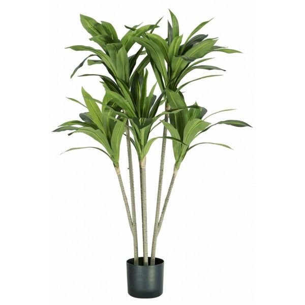 Pianta Dracaena 88 foglie altezza 130 cm