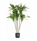 Pianta Dracaena 88 foglie altezza 130 cm