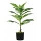 Pianta Ficus Elastica 15 foglie altezza 65 cm