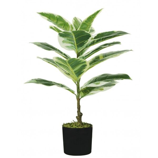Pianta Ficus Elastica 15 foglie altezza 65 cm