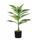 Pianta Ficus Elastica 15 foglie altezza 65 cm