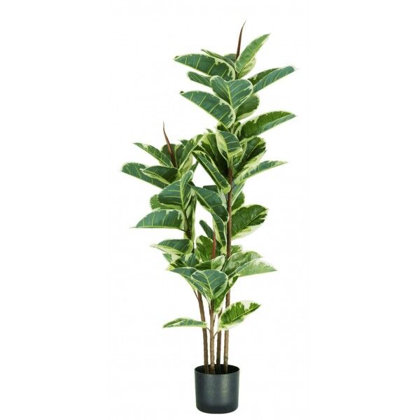 Pianta Ficus Elastica 54 foglie altezza 145 cm