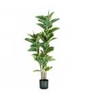 Pianta Ficus Elastica 54 foglie altezza 145 cm