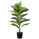 Pianta Ficus Lyrata 21 foglie altezza 75 cm - Stark s.r.l.