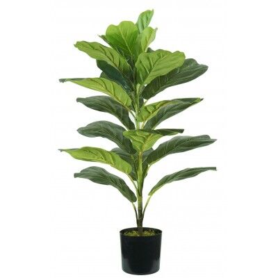 Pianta Ficus Lyrata 21 foglie altezza 75 cm - Stark s.r.l.