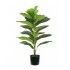 Pianta Ficus Lyrata 21 foglie altezza 75 cm