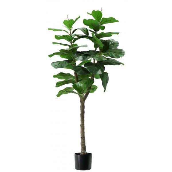 Pianta Ficus Lyrata 60 foglie altezza 130 cm