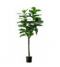Pianta Ficus Lyrata 60 foglie altezza 130 cm