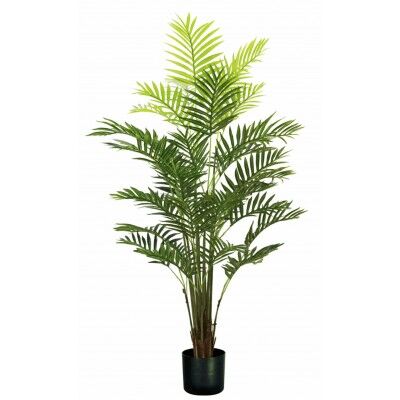 Pianta Palma Areca 33 foglie altezza 160 cm - Stark s.r.l.