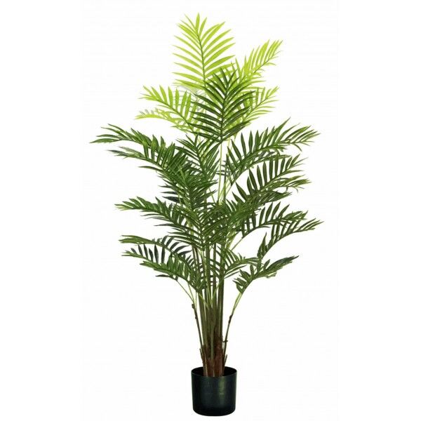 Pianta Palma Areca 33 foglie altezza 160 cm