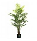 Pianta Palma Areca 33 foglie altezza 160 cm