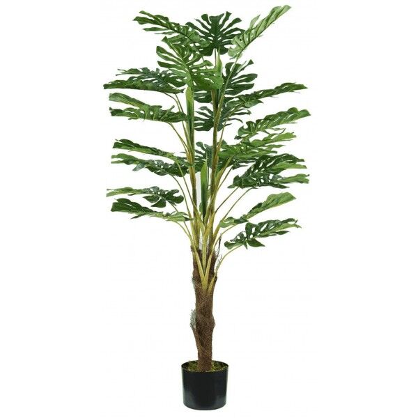 Pianta Monstera 24 foglie altezza 120 cm