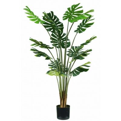 Pianta Monstera 16 foglie altezza 170 cm - Stark s.r.l.