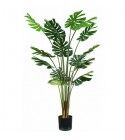 Pianta Monstera 16 foglie altezza 170 cm