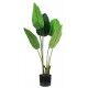 Pianta Strelitzia 5 foglie altezza 100 cm - Stark s.r.l.