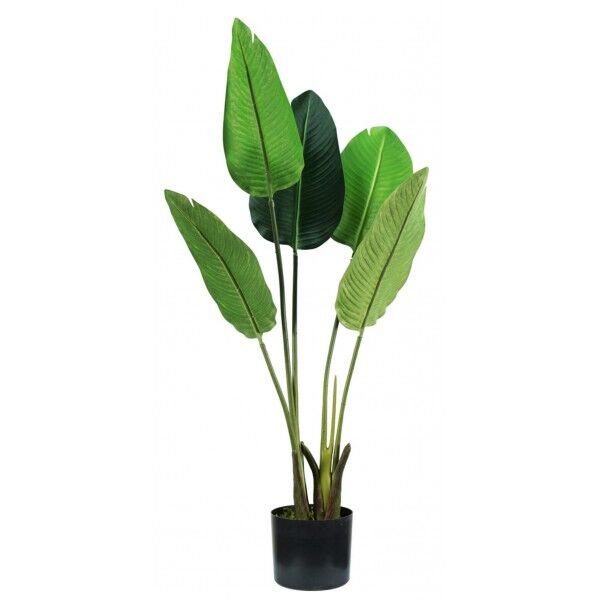 Pianta Strelitzia 5 foglie altezza 100 cm - Stark s.r.l.