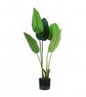 Pianta Strelitzia 5 foglie altezza 100 cm