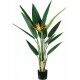 Pianta Strelitzia 12 foglie 2 fiori altezza 120 cm - Stark s.r.l.