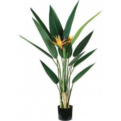 Pianta Strelitzia 12 foglie 2 fiori altezza 120 cm - Stark s.r.l.