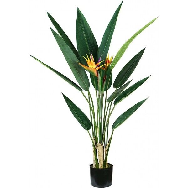 Pianta Strelitzia 12 foglie 2 fiori altezza 120 cm - Stark s.r.l.