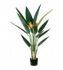 Pianta Strelitzia 12 foglie 2 fiori altezza 120 cm