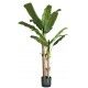 Pianta Banano 17 foglie altezza 170 cm - Stark s.r.l.
