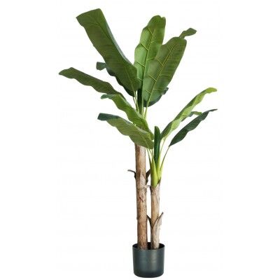 Pianta Banano 17 foglie altezza 170 cm - Stark s.r.l.