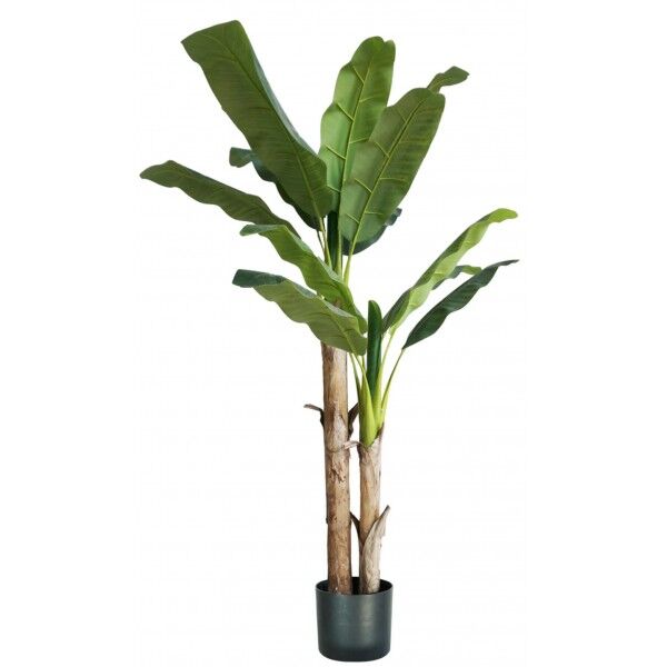 Pianta Banano 17 foglie altezza 170 cm - Stark s.r.l.