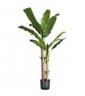 Pianta Banano 17 foglie altezza 170 cm